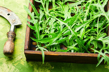 Fresh arugula leaves