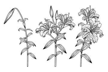 Sketch Floral decorative set. Golden-rayed Lily flower (Lilium auratum) drawings. Black line art isolated on white backgrounds. Hand Drawn Botanical Illustrations. Elements vector.