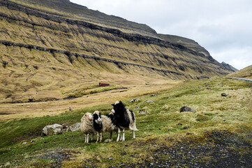 Amazing view in Faroe Islands (Denmark, Europe). Beautiful Panoramic Scene Of Nordic Islands