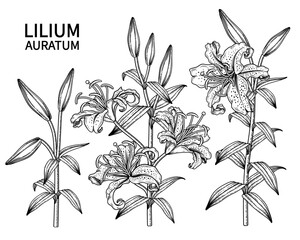 Sketch Floral decorative set. Golden-rayed Lily flower (Lilium auratum) drawings. Black line art isolated on white backgrounds. Hand Drawn Botanical Illustrations. Elements vector.