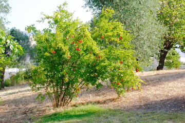 Fototapeta na wymiar Pomegranat tree in the park.