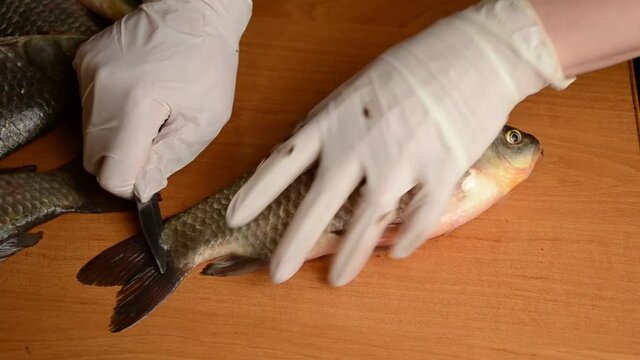 Cleaning fish from scales on a wooden board. Female hands in gloves with a knife clean the scales. Cooking