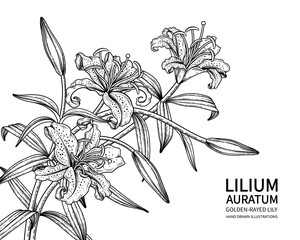 Sketch Floral decorative set. Golden-rayed Lily flower (Lilium auratum) drawings. Black line art isolated on white backgrounds. Hand Drawn Botanical Illustrations. Elements vector.