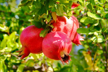 pomegranate on tree. judayk. Rosh-ha-shana. pomegranate fruit on tree