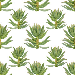 Seamless pattern watercolor hand-drawn green succulent cotyledon home plant on white background. Art creative nature object for card, sticker, wallpaper, textile or wrapping