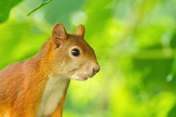 Portrait of a eurasian red squirrel in summer in the shade on green background, sciurus vulgaris