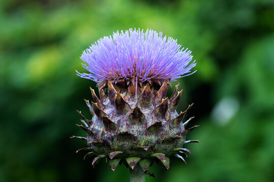 Cardoon flower (Cynara cardunculus L.) herb plant
