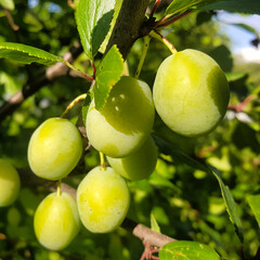 A branch of a plum tree with unripe green fruits.