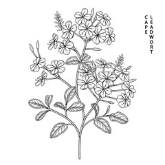 Sketch Floral decorative set. Plumbago auriculata (Cape Leadwort) flower drawings. Black line art isolated on white backgrounds. Hand Drawn Botanical Illustrations. Elements vector.