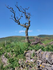 lonely tree on a hill