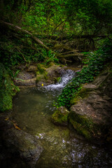 Obraz premium Springs in the forest in hot summer day, outdoor walk 