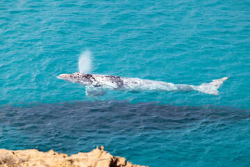 Southern right whales pair. White calf blowing water above the surface of the ocean. Rare white individual. Mother whale (cow) under water. Swimming close to shore. Head of Bight, Nullarbor, Australia
