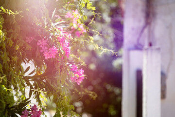 Greek summer background with flowers