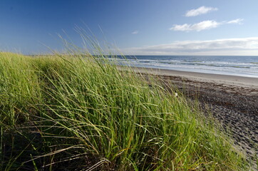 Dune grass  over Westport beach during  low tide