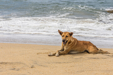A brown outbred dog lies on the seashore in Sri Lanka, crossing its paws. The domestic dog (Canis familiaris or Canis lupus familiaris) is a member of the genus Canis. It is terrestrial carnivore.