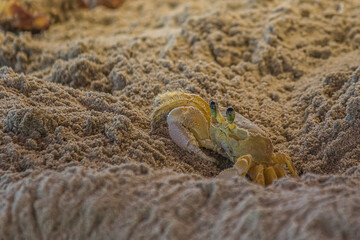 The Atlantic ghost crab (Ocypode quadrata) also known as sand or beach crab peeps carefully from its deep sandy hole. The Atlantic ghost crab lives in burrows in sand above the strandline.