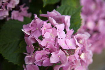 Blooming hydrangea close-up. Selective focus. Lush flowering hortensia. Blue pink violet purple lilac mixed colors hydrangea in bloom. Beautiful large hydrangea (macrophyllus) flower background