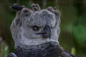 The harpy eagle (American harpy eagle, Harpia harpyja) is a neotropical species of eagle. In Brazil, the harpy eagle is also known as royal-hawk. It usually inhabits tropical lowland rainforests.