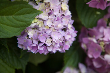 Blooming hydrangea close-up. Selective focus. Lush flowering hortensia. Pink violet purple lilac mixed colors hydrangea in bloom. Beautiful large hydrangea (macrophyllus) flower background