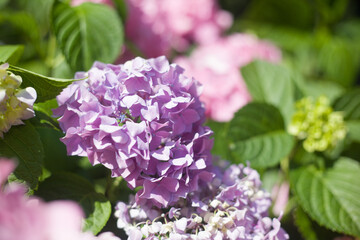 Blooming hydrangea close-up. Selective focus. Lush flowering hortensia. Blue pink violet purple lilac mixed colors hydrangea in bloom. Beautiful large hydrangea (macrophyllus) flower background