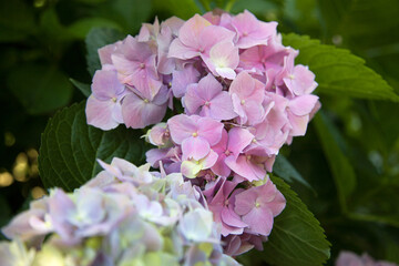 Blooming hydrangea close-up. Selective focus. Lush flowering hortensia. Pink violet purple lilac mixed colors hydrangea in bloom. Beautiful large hydrangea (macrophyllus) flower background	