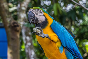 Portrait of blue-and-yellow macaw (Ara ararauna) with bread crumb in its mouth. This parrots inhabits forest, woodland and savannah of tropical South America