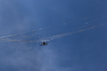 Spider waving a web net. Isolated wild individual, upside down position. Blue sky at the background. Northern territory NT, Australia