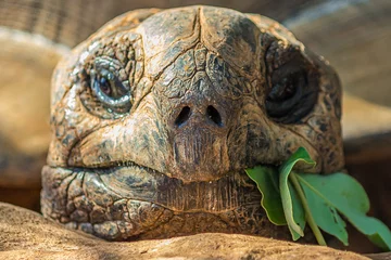 Foto op Canvas Portrait of a large elephant tortoise (Chelonoidis elephantopus) eats a branch with leaves. It is also known as Galapagos tortoise. Modern Galapagos tortoises can weigh up to 417 kg (919 lb). © DmitriiK