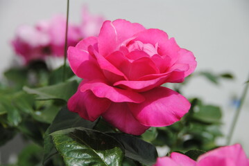 pink rose in garden