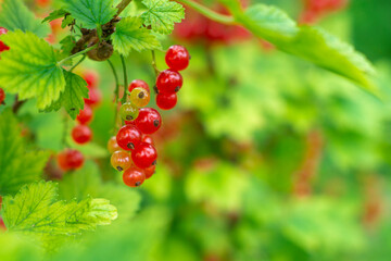 Ripe red currant bush in the garden. Cultivated berries. Natural background. Farming season