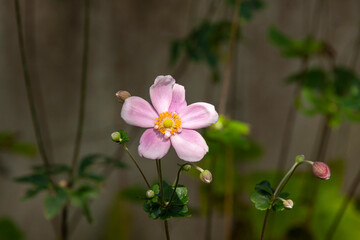 ピンク色シメイグキの花