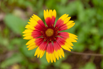 テンニンギクの花のアップ