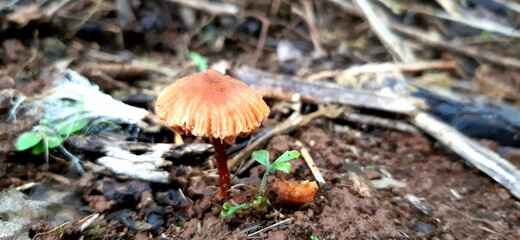 mushrooms in the forest