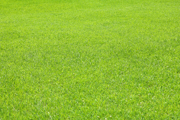 公園_芝生イメージ