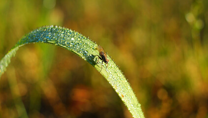 Mały owad na źdźble trawy z kropelkami porannej rosy
