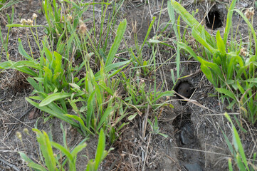 Eine Maus schaut aus dem Mauseloch