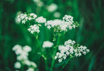 Wei&szlig;e Blumen vor dunkelgr&uuml;nem Hintergrund 2