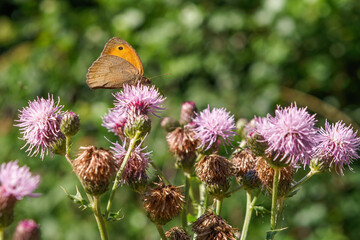 A large ox-eye butterfly sits on a flower blossom