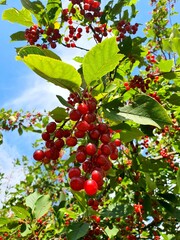 red apples on a tree