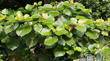 Small green plant in a city
