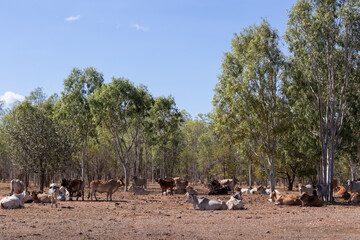 Big group of domestic cows with hump, without horns. Large herd , trees at the background. Young...