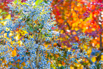 Naklejka na ściany i meble Mahonia aquifolium Oregon grape ripen on the branches. Plant in family Berberidaceae. Blue berries on a bush