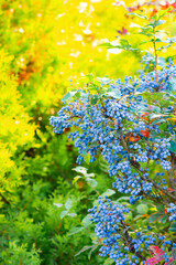 Mahonia aquifolium Oregon grape ripen on the branches. Plant in family Berberidaceae. Blue berries on a bush