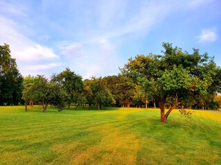landscape with trees