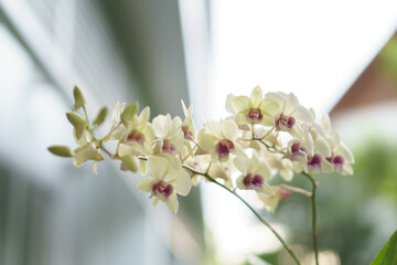 White and purple orchid flower