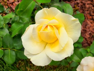 yellow rose flower