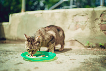 Homeless pussycat eats dry food from plate on street. Close up of stray cat eating useful pet food. Concept of animal care.