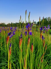 flowers and blue sky