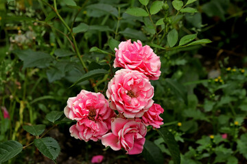pink rose bush