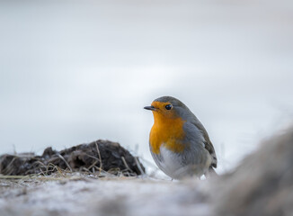 robin on the ground